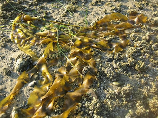 Image of bull kelp on beach