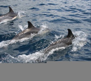 three dolphins near the Azores