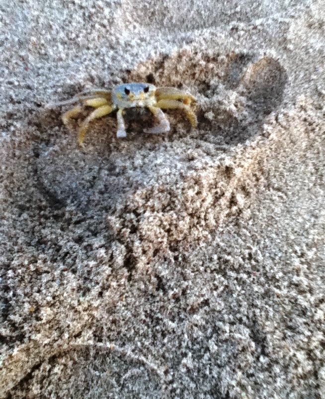 crab in footprint