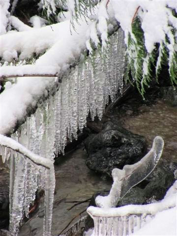 Image of ice covered branches during Whidbey Island ice storm