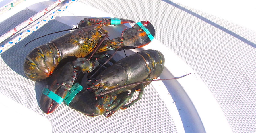 Image of lobsters on boat deck planning food on a boat