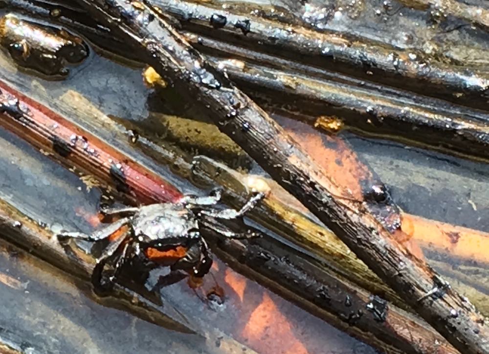 An oily crab sits on oily reeds after oil spill.