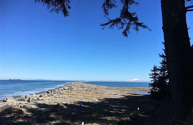 Image of length of Dungeness Spit from forest