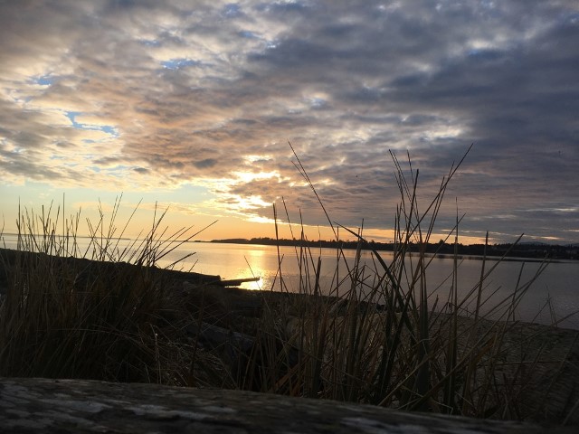 Image of beach grass and bay at sunrise over Dungeness Wildllife Reserve