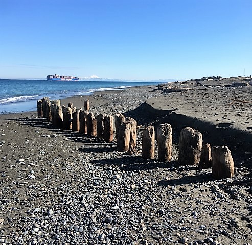 Image of old pilings uncovered by surf Dungeness Spit