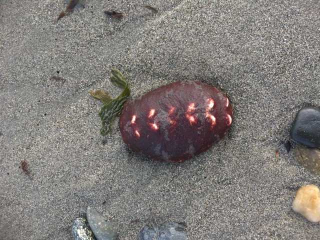 Image of chiton on sand at Dungeness Spit
