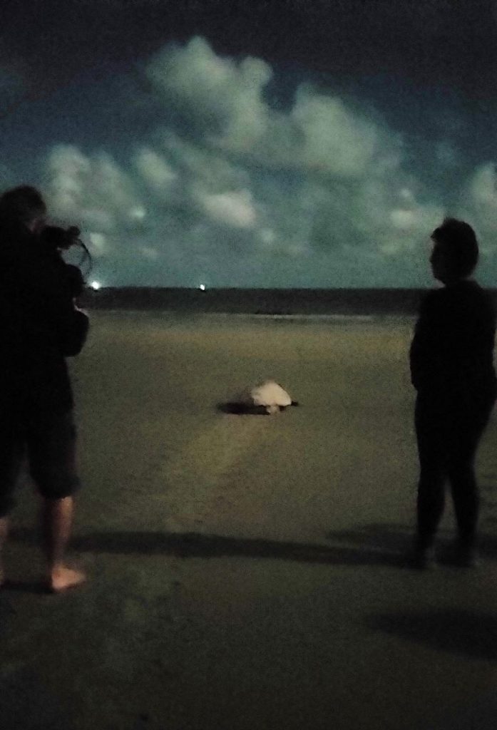 Mama sea turtle heads back to the ocean after laying eggs at Hunting Island State Park