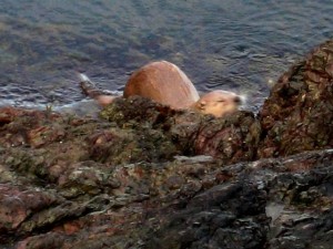 Otter San Juan CP