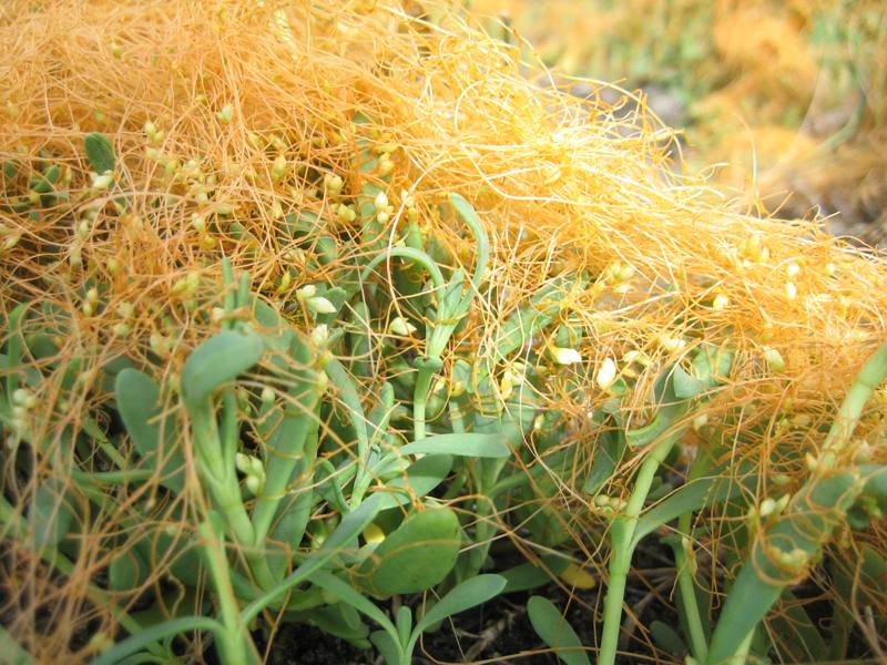 Image of saltmarsh dodder showing orange strings from South Jetty, mouth of Columbia River