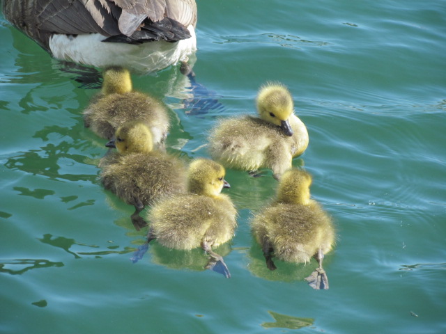 fluffy yellow goslings folow their mother