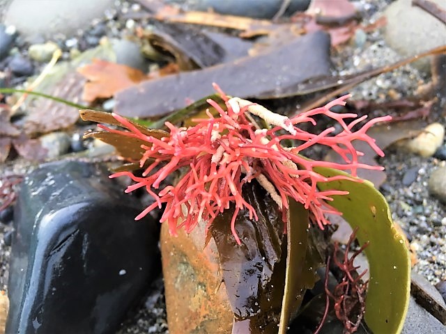 Image of spiky red seaweed