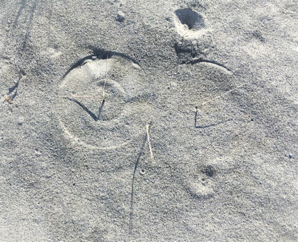 Image of circles drawn in sand by grass and wind