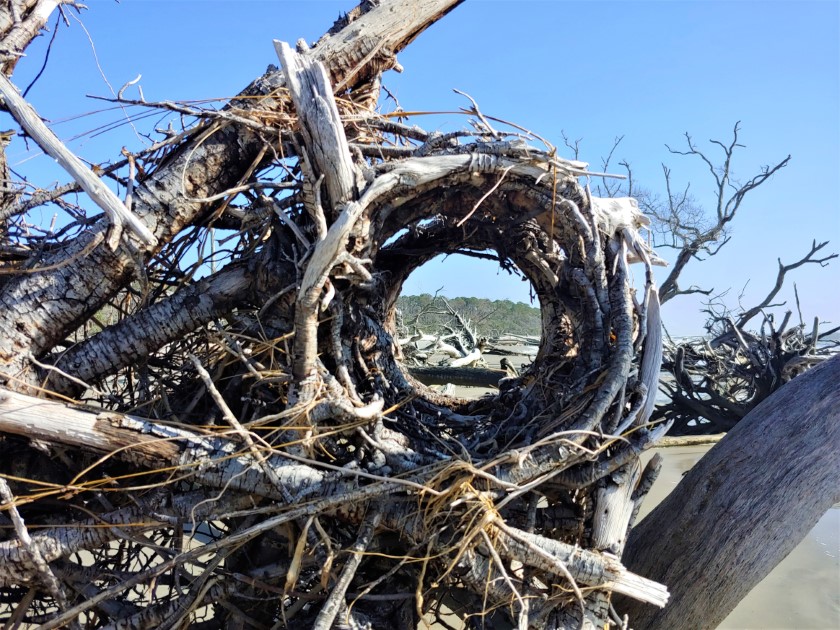 View through a root circle formed where an oak grew around a palmetton.