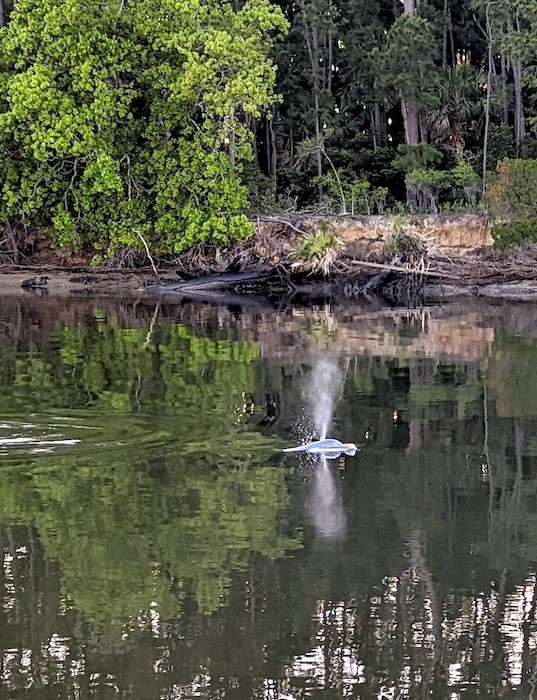 Dolphin spouting in calm water. Forested bank in background.