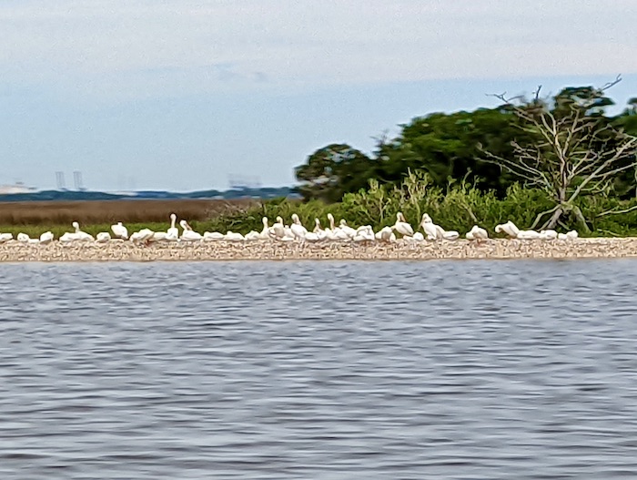 Flock of white pelicans on beach.