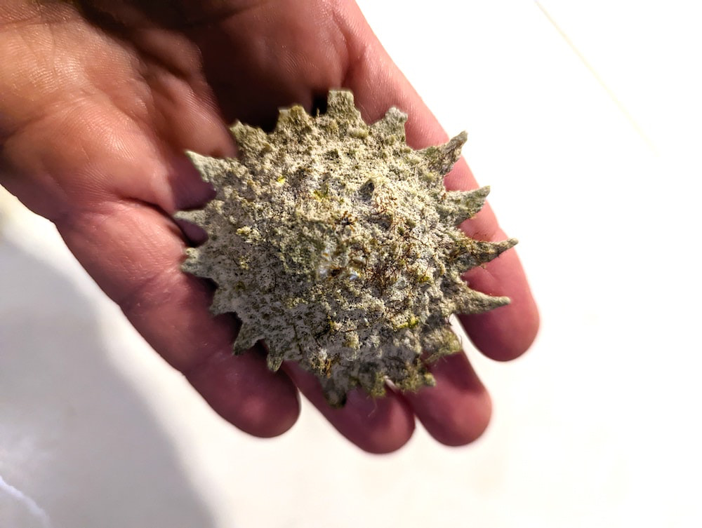 Bite-sized Adventures in the Exumas